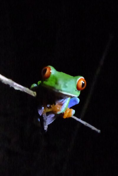 Rotaugenlaubfrosch