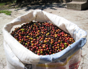 Sack mit geernteten Kaffeekirschen