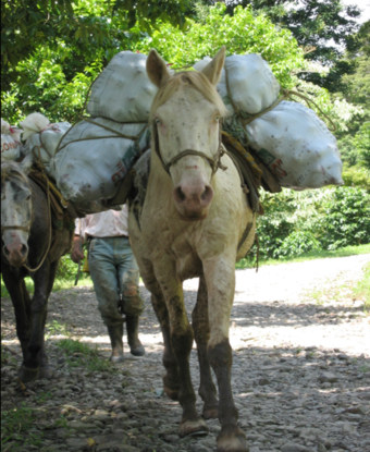 Pferde sind das übliche Transportmittel in Potosi
