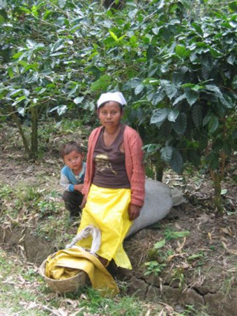 Landarbeiterin auf Kaffeefinca