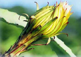 Kakteenblüte