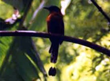 Vogelbeobachtung
