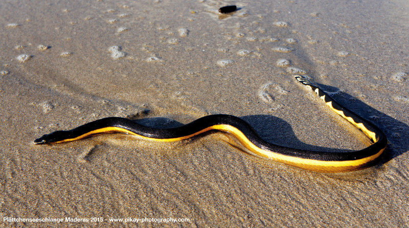 Eine am Strand eigentlich sehr seltene Plättchenseeschlange am Strand beim Maderas Eine am Strand eigentlich sehr seltene Plättchenseeschlange am Strand beim Maderas